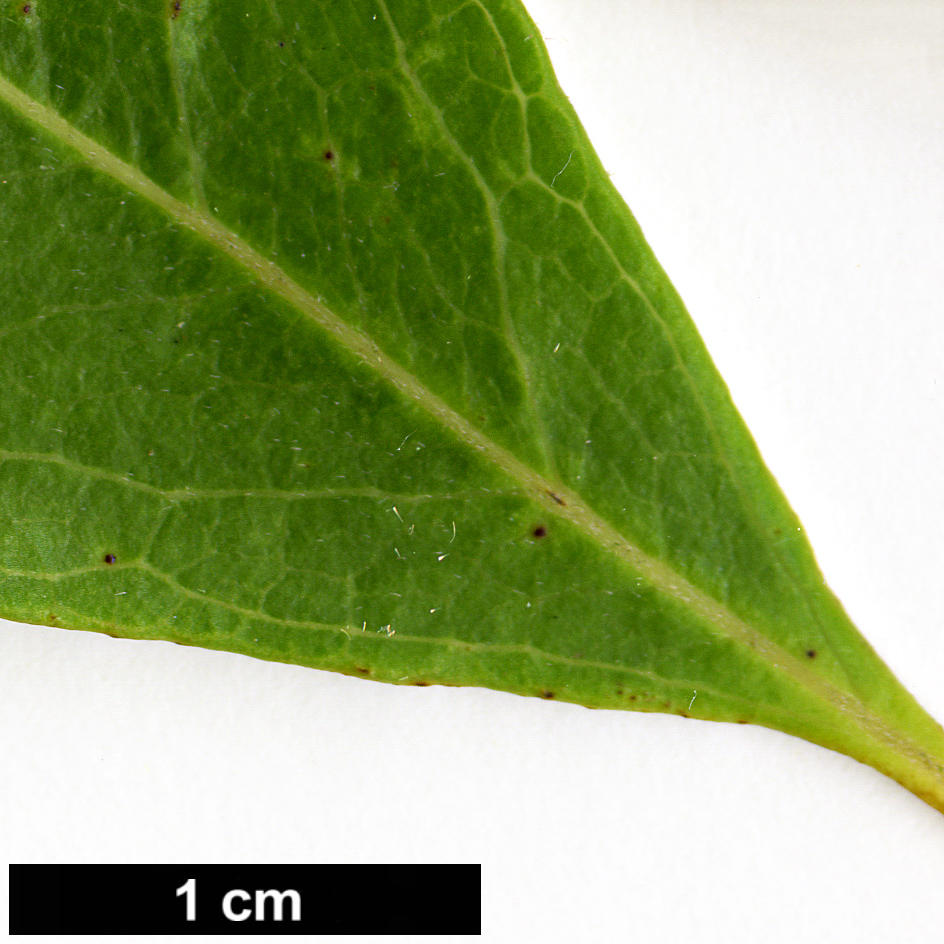 High resolution image: Family: Proteaceae - Genus: Lomatia - Taxon: ilicifolia
